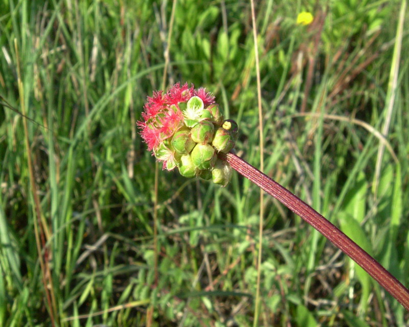 Sanguisorba minor / Salvastrella minore
