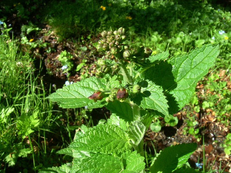 Scrophularia scopolii / Scrofularia di Scopoli