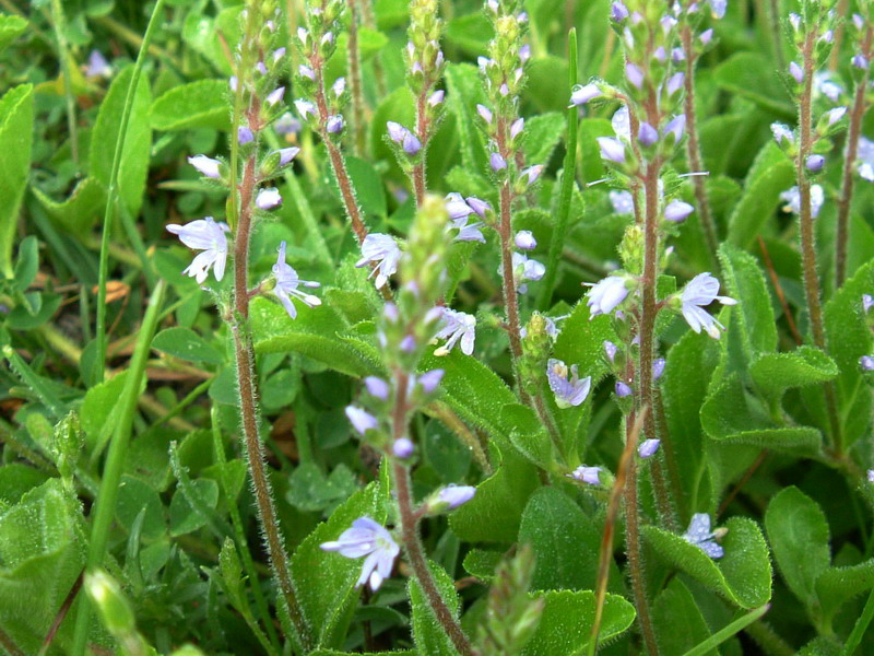 App. Reggiano - Veronica officinalis