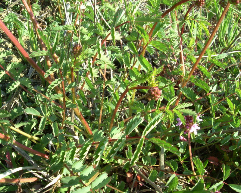Sanguisorba minor / Salvastrella minore