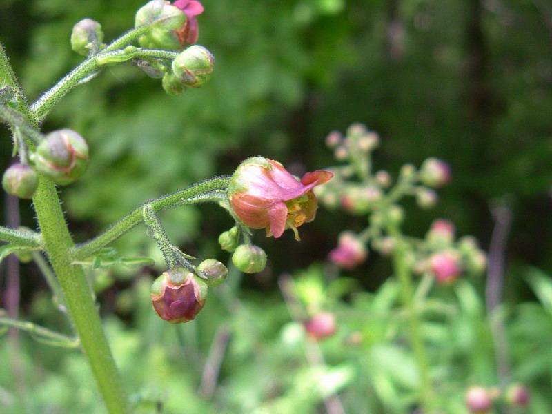 Scrophularia scopolii / Scrofularia di Scopoli