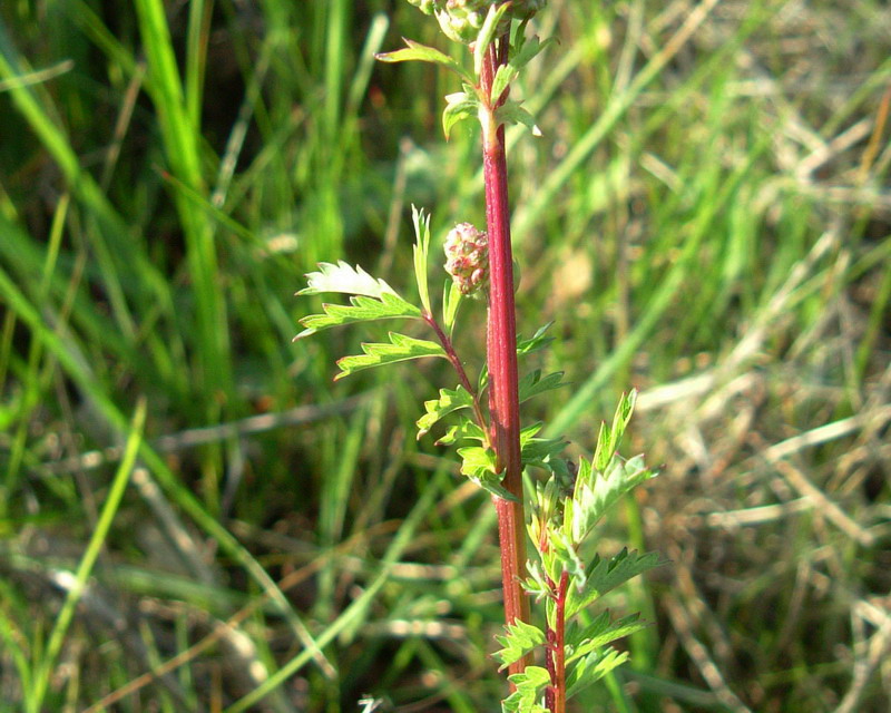 Sanguisorba minor / Salvastrella minore