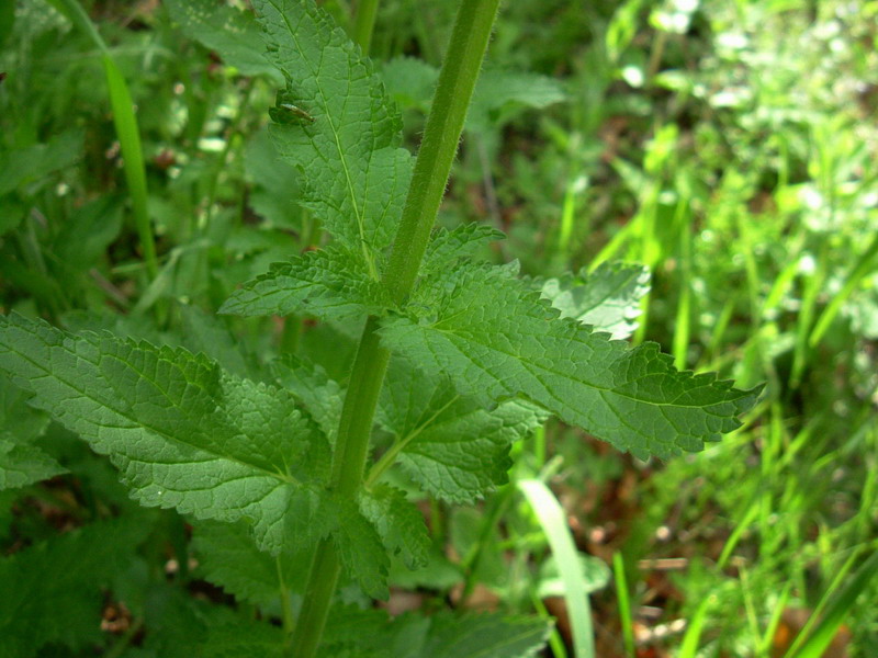 Scrophularia scopolii / Scrofularia di Scopoli
