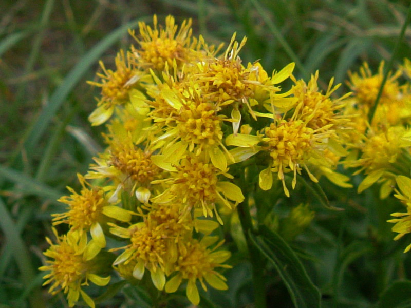 Solidago virgaurea