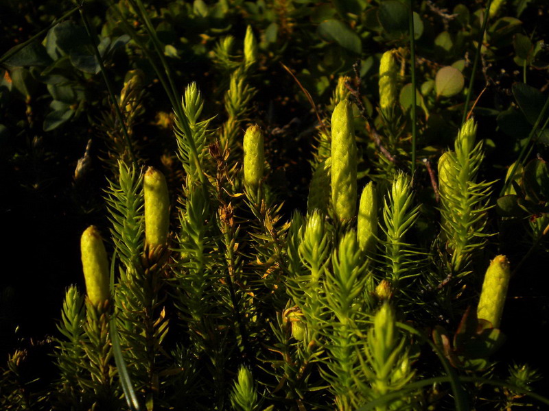 Lycopodium annotinum / Licopodio annotino