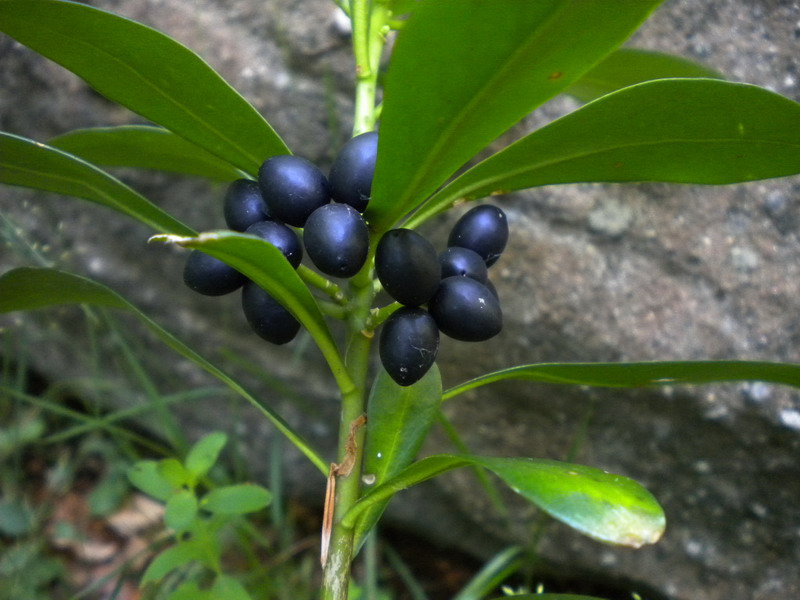 Daphne laureola / Dafne laurella