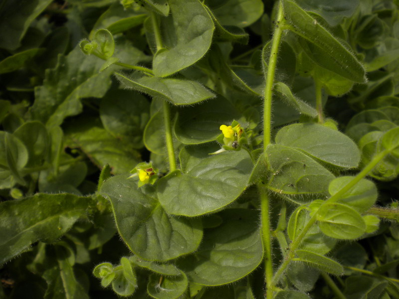 Kickxia spuria