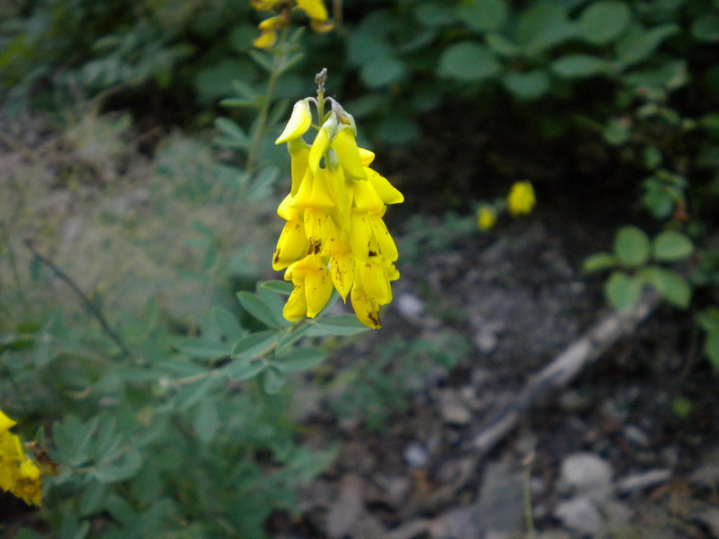 Cytisus nigricans / Citiso scuro
