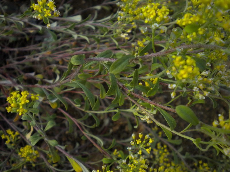 Odontarrhena bertolonii (=Alyssum bertolonii) / Alisso di Bertoloni