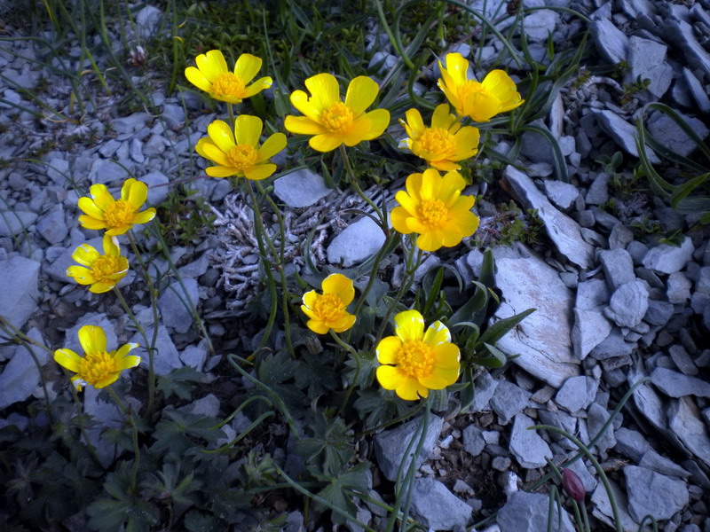 Alto appennino 2 - Ranunculus sp.