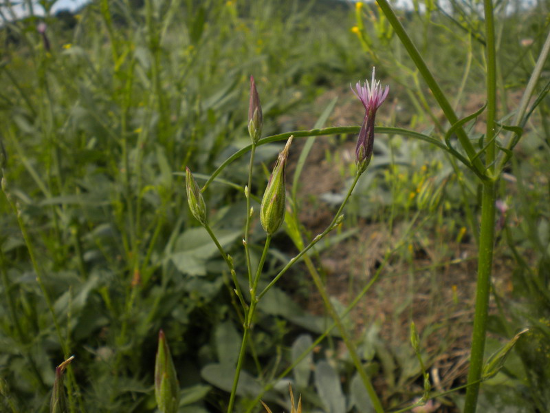 Crupina vulgaris / Crupina comune