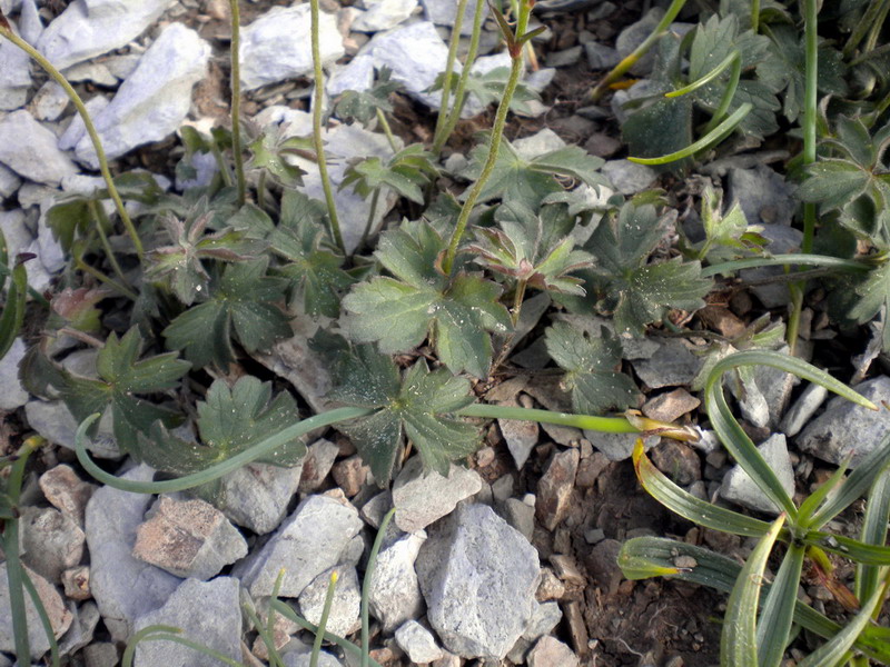 Alto appennino 2 - Ranunculus sp.
