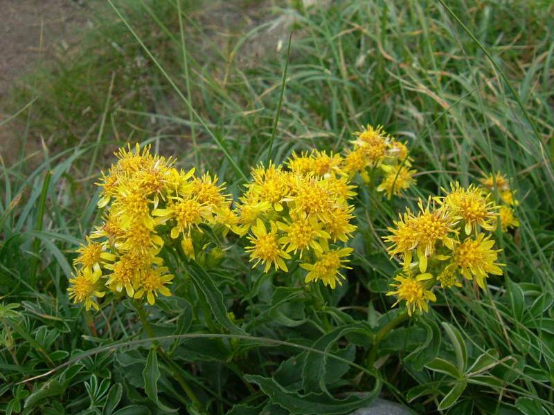 Solidago virgaurea