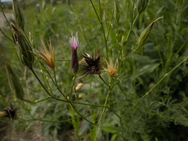 Crupina vulgaris / Crupina comune