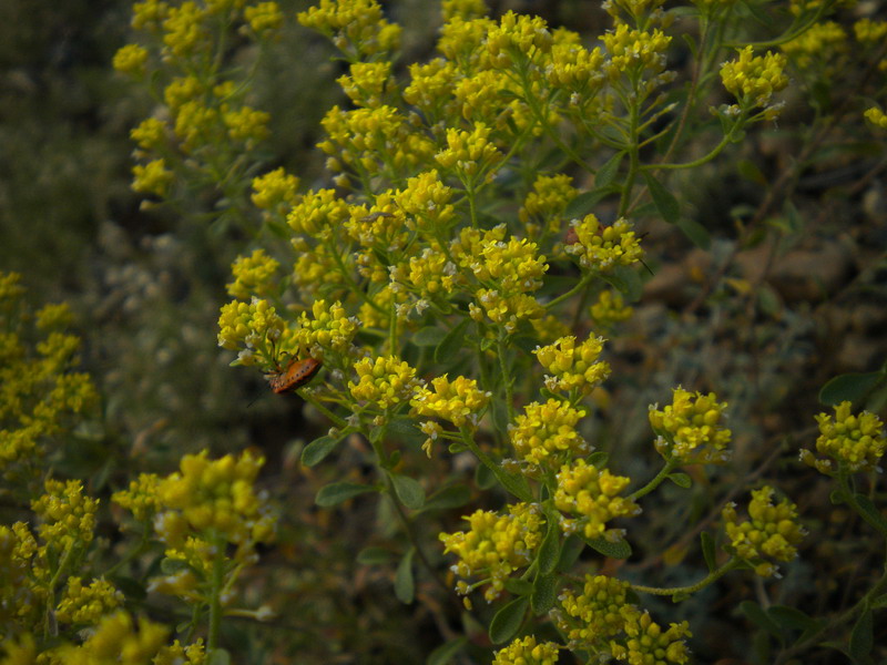 Odontarrhena bertolonii (=Alyssum bertolonii) / Alisso di Bertoloni