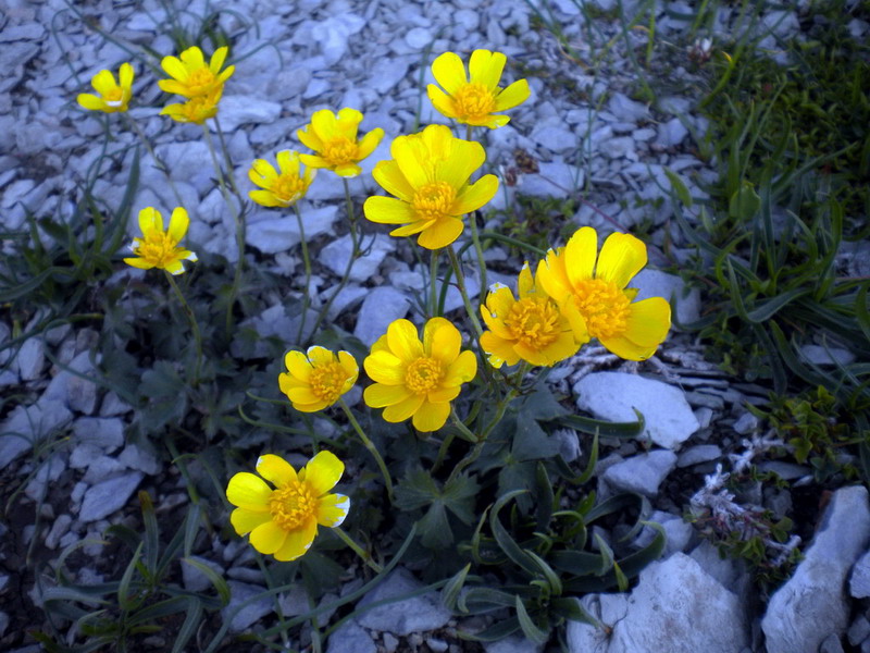 Alto appennino 2 - Ranunculus sp.