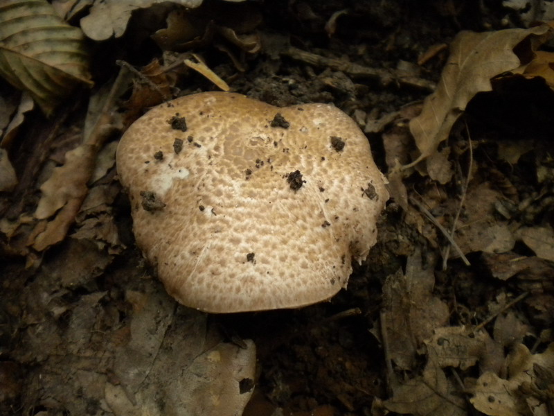 Agaricus