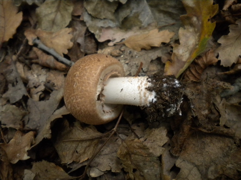 Agaricus