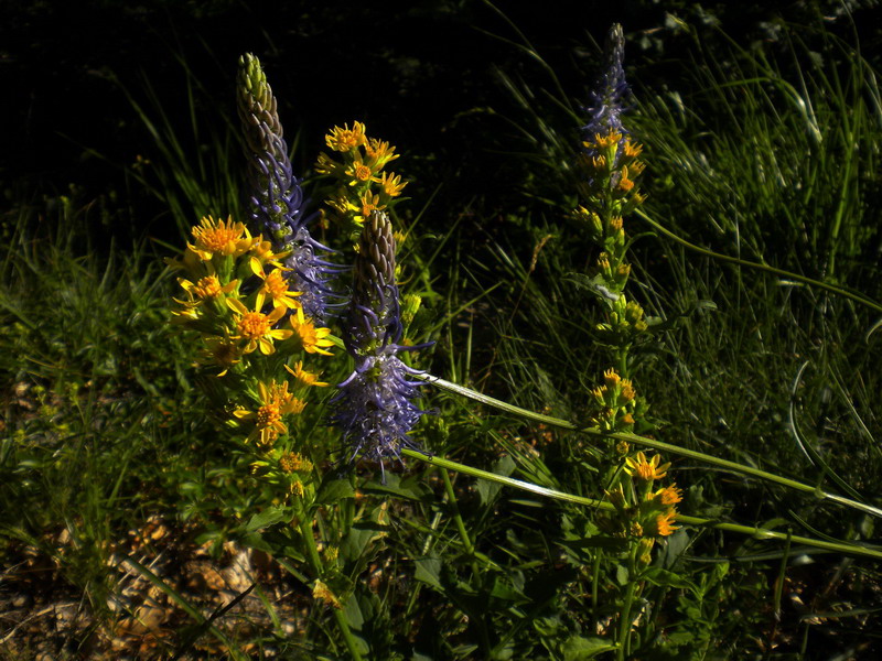 Solidago virgaurea sl.