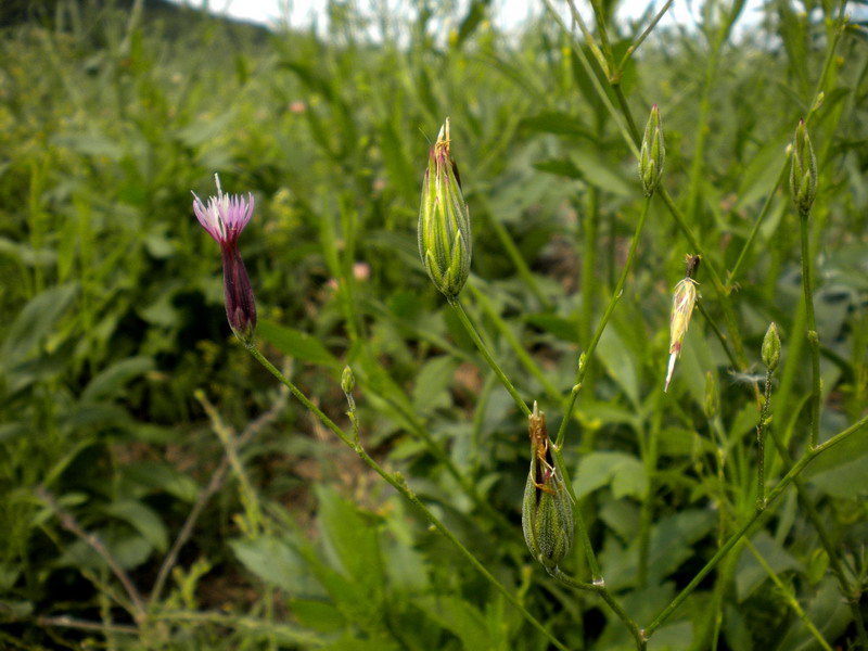 Crupina vulgaris / Crupina comune