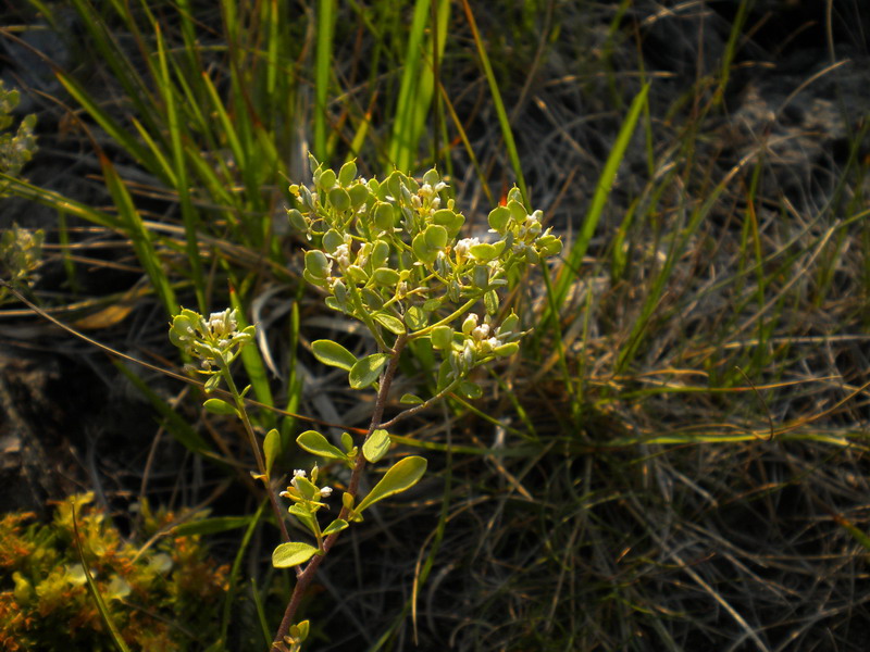 Odontarrhena bertolonii (=Alyssum bertolonii) / Alisso di Bertoloni