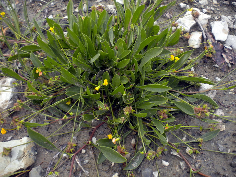 Scorpiurus muricatus