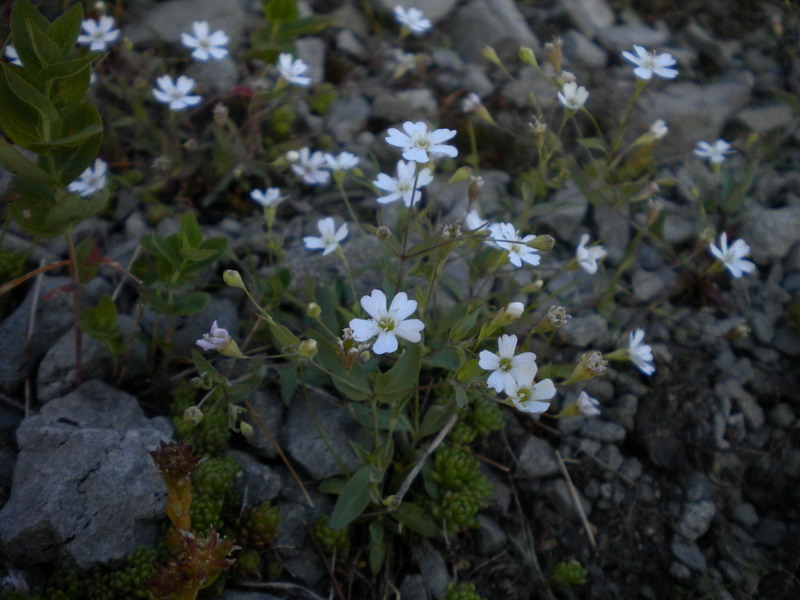Atocion rupestre (=Silene rupestris) / Silene delle rupi