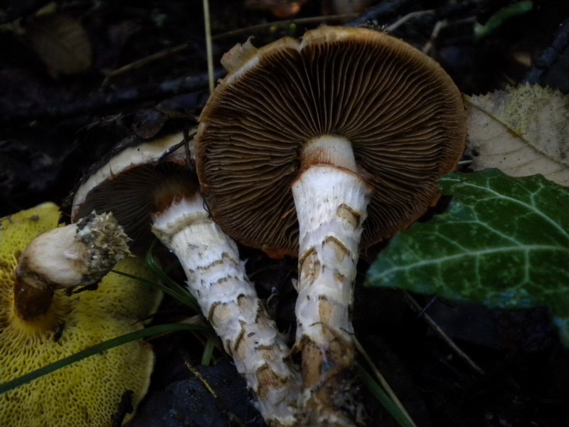 Cortinarius trivialis