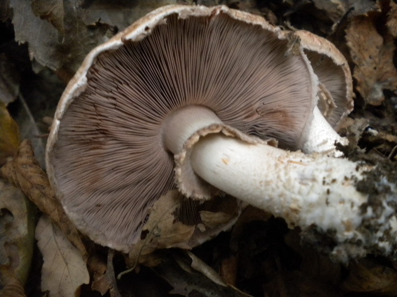 Agaricus