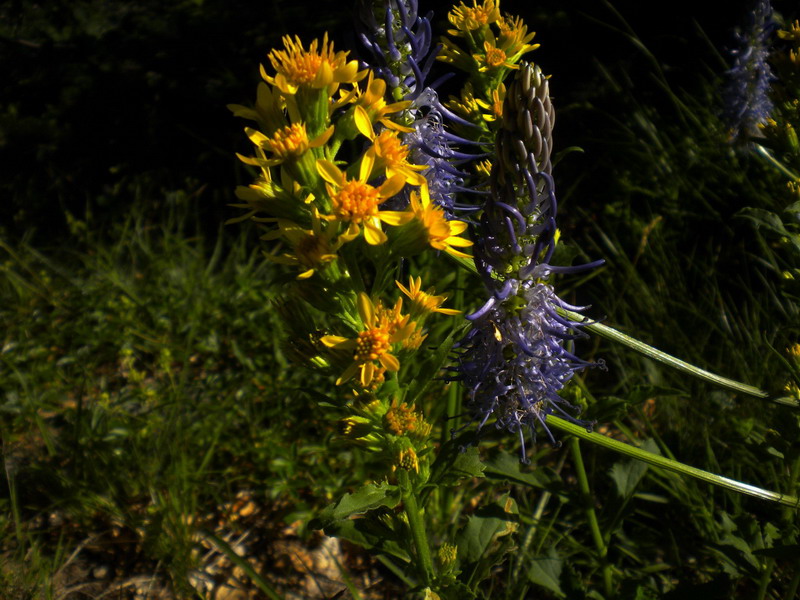 Solidago virgaurea sl.