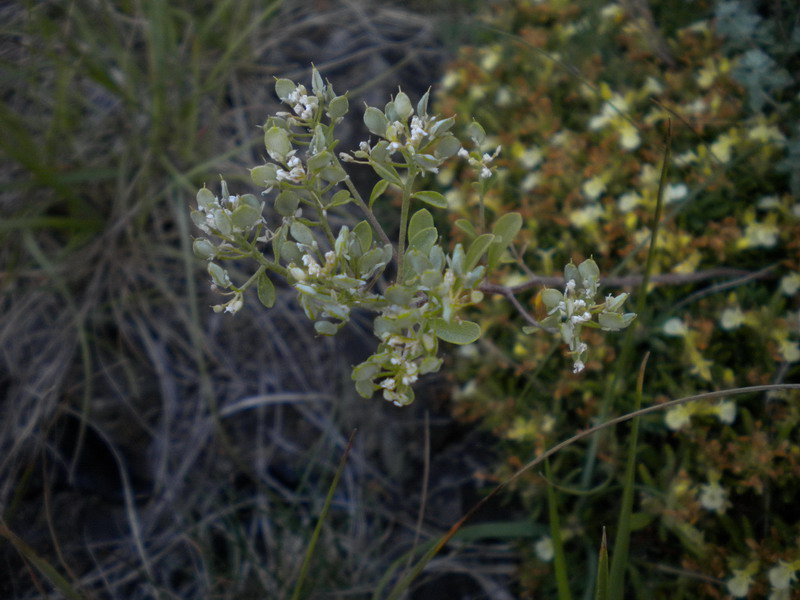 Odontarrhena bertolonii (=Alyssum bertolonii) / Alisso di Bertoloni