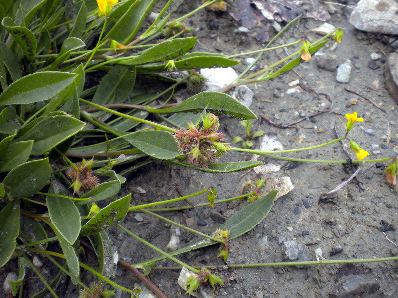 Scorpiurus muricatus
