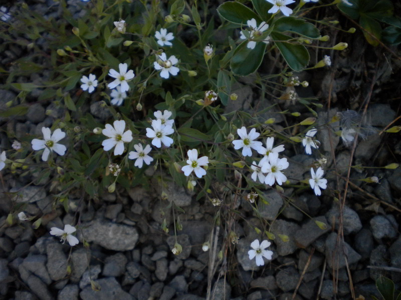 Atocion rupestre (=Silene rupestris) / Silene delle rupi