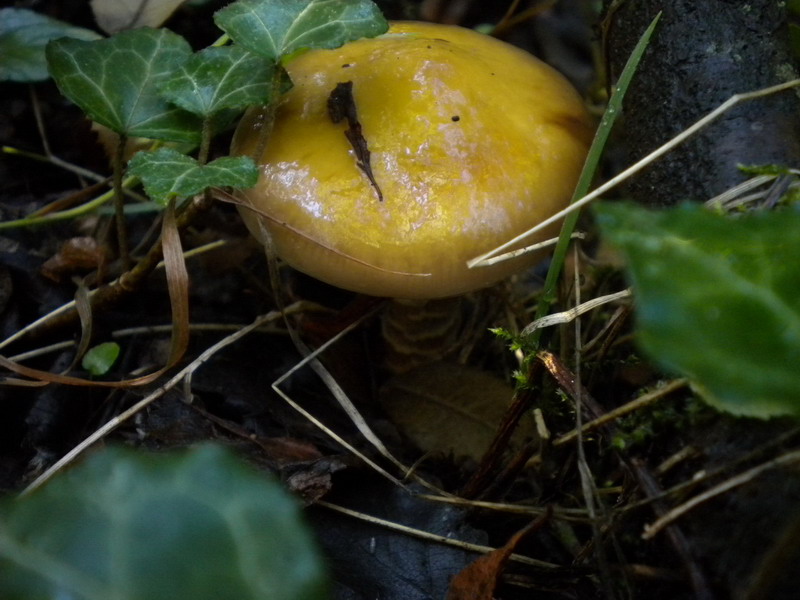 Cortinarius trivialis