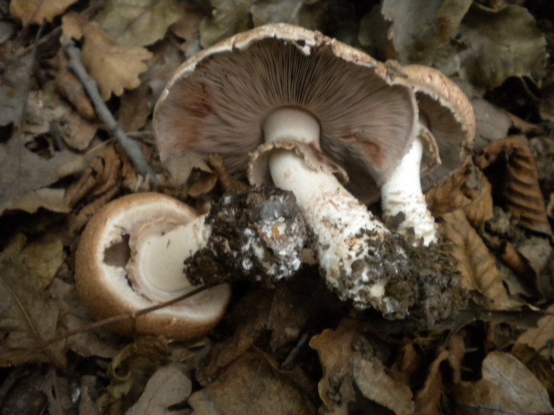 Agaricus