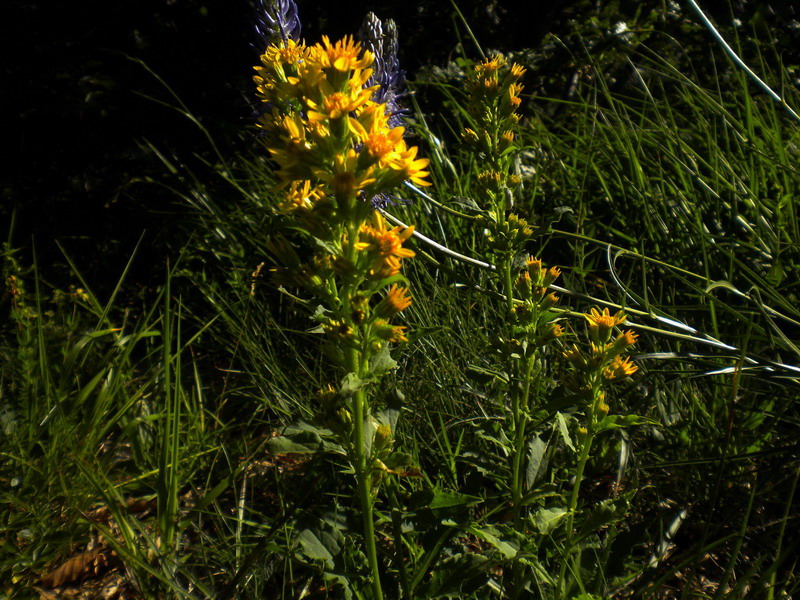 Solidago virgaurea sl.