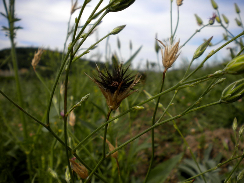 Crupina vulgaris / Crupina comune