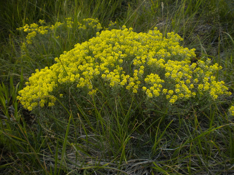 Odontarrhena bertolonii (=Alyssum bertolonii) / Alisso di Bertoloni