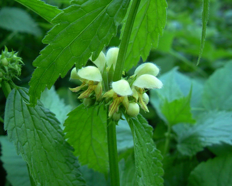 Lamium galeobdolon / Ortica mora