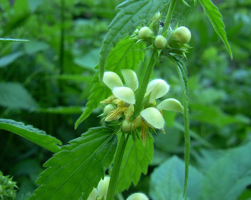 Lamium galeobdolon / Ortica mora