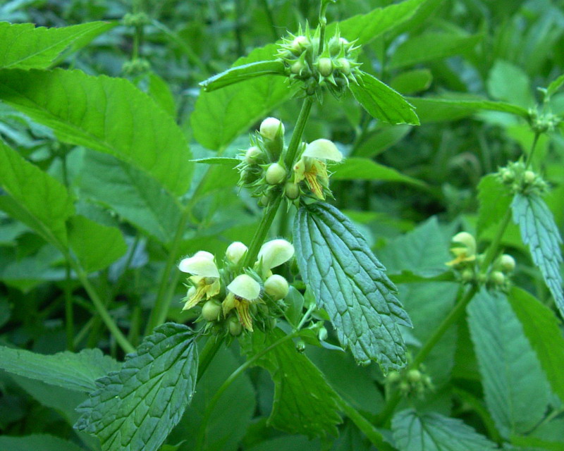Lamium galeobdolon / Ortica mora