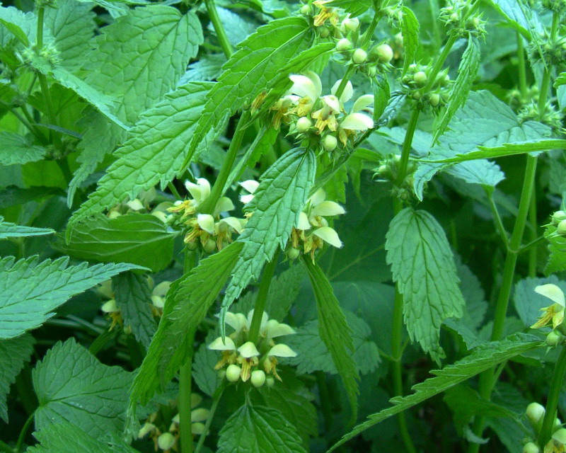 Lamium galeobdolon / Ortica mora