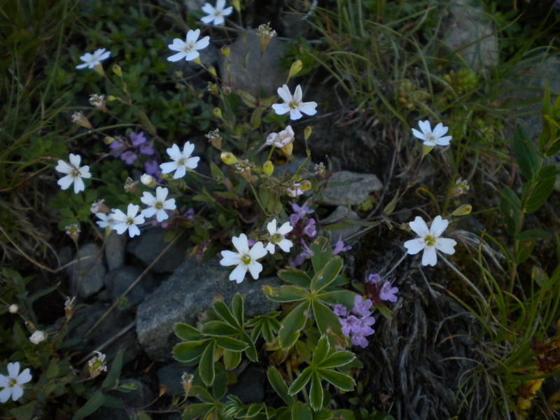 Atocion rupestre (=Silene rupestris) / Silene delle rupi