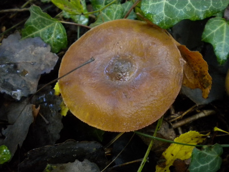 Cortinarius trivialis