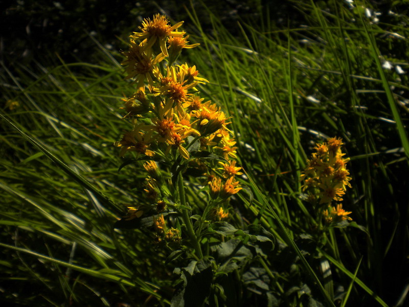 Solidago virgaurea sl.