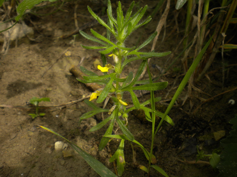 Nel frumento - Ajuga chamaepitys