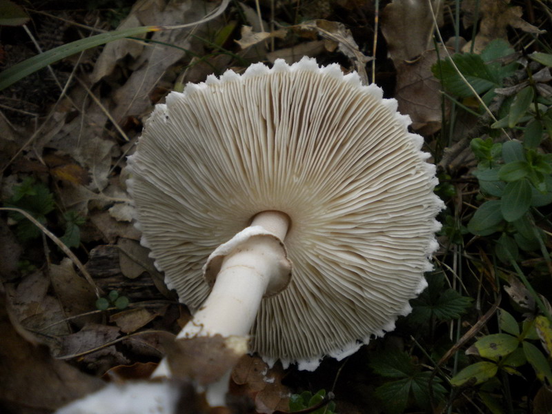 Macrolepiota