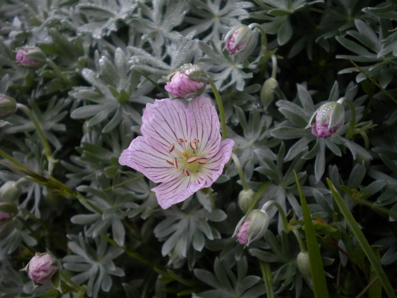 Geranium argenteum / Geranio argentino