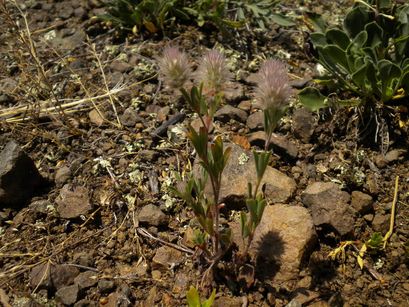Trifolium arvense sl.