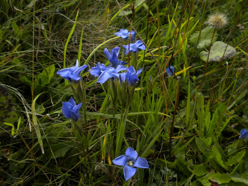 Val Badia - Gentianopsis ciliata